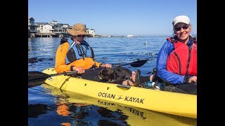 Close Encounter of the Otter Kind Otter in Kayak [upl. by Donnenfeld]