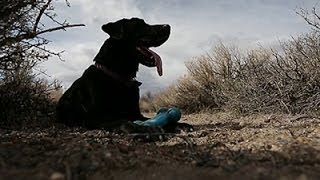 Cadaver Dog Sniffs Out Human Remains [upl. by Latin746]