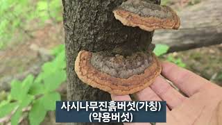 24525산삼산행에서 만난 산삼 상황진흙버섯구목질진흙버섯 사시나무진흙버섯가칭 옥잠화 및 앉은부채 [upl. by Boyes]