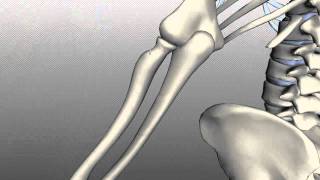 Radius and Ulna  Anatomy Tutorial [upl. by Cordie]