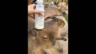 Capybara water bottle balance capybara animals viralvideo [upl. by Enyehc]