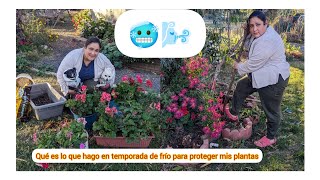 cómo proteger las malvas del frío y cómo se encuentra el jardín después de una helada fuerte🥶🌬️🌨️ [upl. by Mozart]