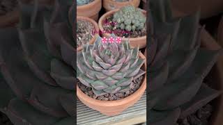 Graptoveria Ruby cactumaniaspain succulents agavoide cactusjardin [upl. by Elsinore]