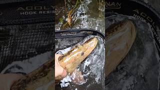 Two tone Pike pike NorthernPike twotonefish [upl. by Skiest]