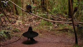 Western Parotia [upl. by Yelrebmyk943]