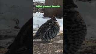 A plump ruffled grouse at the cabin My frenchie was excited shorts nature short wildlife [upl. by Mildred]