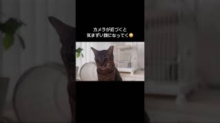 カメラが近づく度に段々と気まずい顔になるジャン cat キジトラ猫 猫 shorts [upl. by Zoubek]