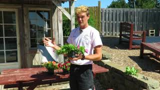 Colton explaining the differences between Wave Supertunia and Surfinia Petunias [upl. by Naquin415]