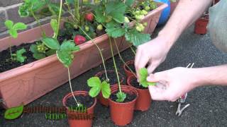 Planting Strawberry Runners Propagating Strawberries the easy way [upl. by Ees]