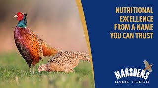 Discover the UK’s leading range of game feeds  ForFarmers Marsdens Game Feeds [upl. by Ilime]