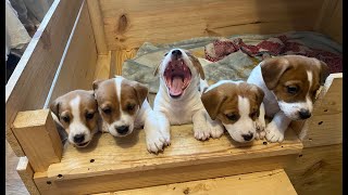 Jack Russell puppies [upl. by Maddeu859]