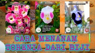 Cara Menanam Torenia Dari Biji [upl. by Bledsoe]