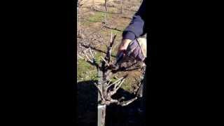 How to Head Prune Zinfandel Plants [upl. by Karole769]