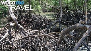 Mangroven  Bedrohte Küstenwälder in Brasilien  Gärten der Meere Teil 2 Dokumentation 2008 [upl. by Ubald225]