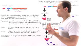 Tryptophan Operon [upl. by Eanahs]