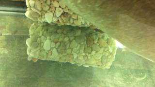 Adding Sand Directly to Your Tank without Rinsing by Super Cichlids [upl. by Asnerek]