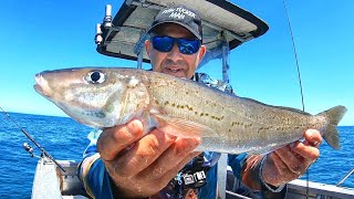 EPIC Fishing Hunt for BIG King George Whiting Catch amp Cook [upl. by Nowahs]