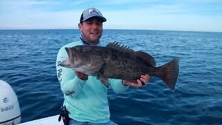 BIG Gag Grouper and Cobia Fishing  Offshore Port Richey Florida [upl. by Leona303]