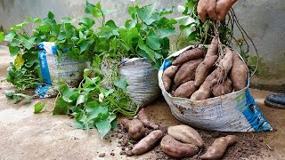 Tips for growing sweet potatoes from tubers for many bulbs and extremely high yield [upl. by Gilford]