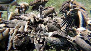 Vultures eating a zebra [upl. by Akeber]