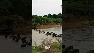 The Great Wildebeest Migration shorts [upl. by Shafer]