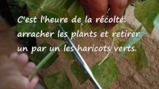 faire pousser des Haricots verts sur son balcon [upl. by Nothgiel]