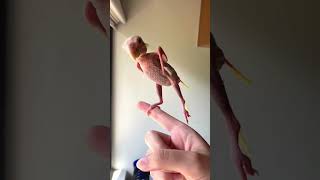 Baby Featherless Parrot [upl. by Modnar114]