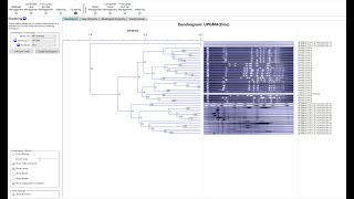 How to Create DendrogramsPhylogenetic Trees in PFGESDSPAGEWestern Blot [upl. by Rene]