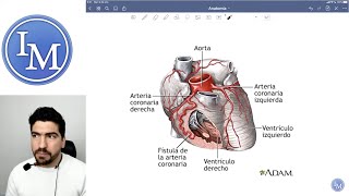 Anatomía  Sistema Cardiovascular  Inductivo a la Facultad de Medicina [upl. by Hourigan988]