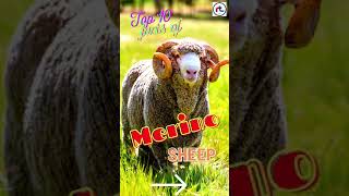 Top 10 facts of Merino Sheep Breed  Sheep Breeds  Shorts [upl. by Mide]