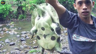 EP270  MALAKAS NA BUHOS NG ULAN  INVASIVE SOFTSHELL TURTLE AT DALAG [upl. by Nylarac]