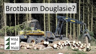 🌲Ist die Douglasie die neue Fichte Teil 2 wildaufwald [upl. by Eyllom]