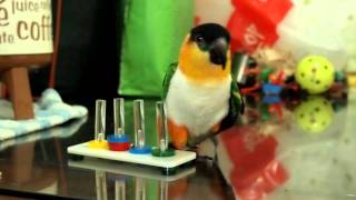 my caique parrot gei gei playing tricks [upl. by Budworth]