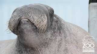 ET the Walrus practices his vocalizations at Point Defiance Zoo amp Aquarium [upl. by Otrebla]