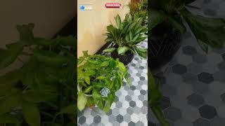 Aglaonema Plant Care gardening happygardeninglife [upl. by Ahsilahk451]