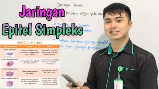 Jaringan Epitel Simpleks  Jaringan Hewan Part1 [upl. by Cindelyn979]