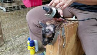 Disbudding a Nigerian Dwarf Buckling goat [upl. by Leahpar]