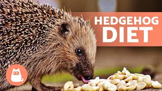 What Do HEDGEHOGS EAT 🍎🦔 Full Hedgehog Diet [upl. by Aliemaj]