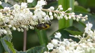 Mallota Flower Fly Nectaring フタガタハラブトハナアブ♀がリョウブに訪花吸蜜 [upl. by Hoshi605]