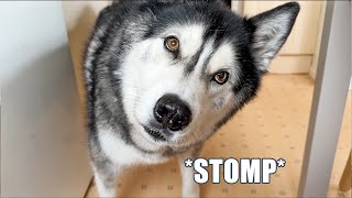 Husky STOMPS His Paws At The Lies I’m Telling [upl. by Adnolor]