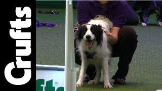 Flyball  Team Quarter Finals  Day 2  Crufts 2012 [upl. by Seka]