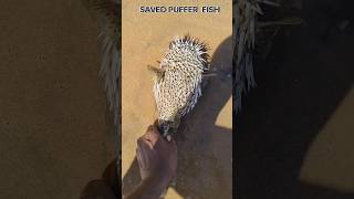 save puffer fish returned to their sea beach shorts pufferfish [upl. by Nethsa]