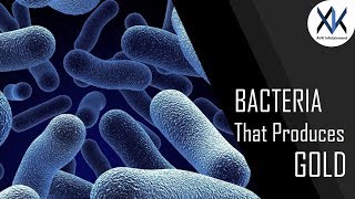 What is the science behind gold producing bacteria [upl. by Ocsecnarf]