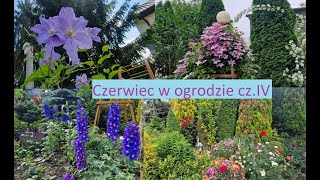 Czerwiec w ogrodzie czIV Kwitną ostróżki powojniki róże Ogród Jadzi 202 [upl. by Millwater]