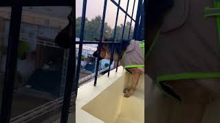 German Shepherd Dog Barking  gsd dog barking  dog barking  puppy barking  dog sound [upl. by Blaseio]