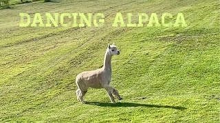 Happy dancing alpaca [upl. by Ttennaj]