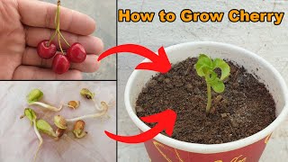 How to grow Cherry Plant at home  The Easiest Way to Grow Cherry from Seeds [upl. by Robbin]