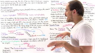 Regulation of Glycolysis in Liver Cells [upl. by Stacia657]