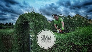 🌿PRUNING the very LAST privet HEDGE in the allotment garden AREA  Before  After with Stihl HSA86🔋 [upl. by Sirrad]