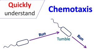 Chemotaxis [upl. by Fawna]